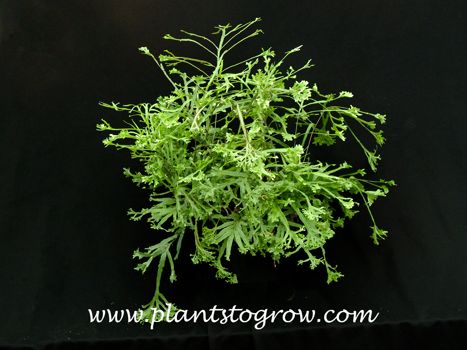 Cretan Brake Fern (Pteris cretica)
